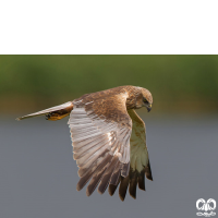 گونه سنقر تالابی Western Marsh Harrier